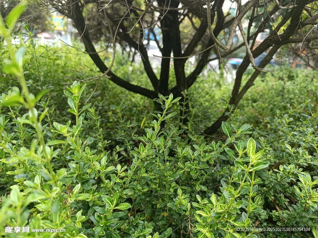 繁茂绿植中的树木景象