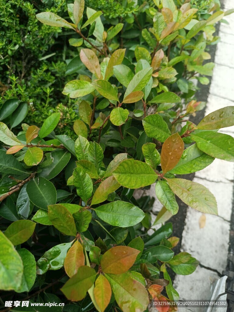 绿叶红边植物特写