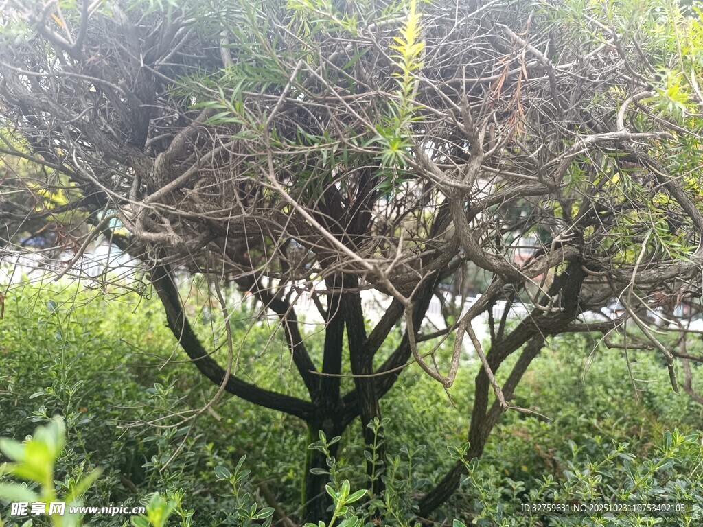 枯树旁的绿植景观