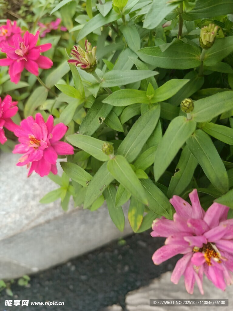 娇艳粉色花卉绿叶相伴