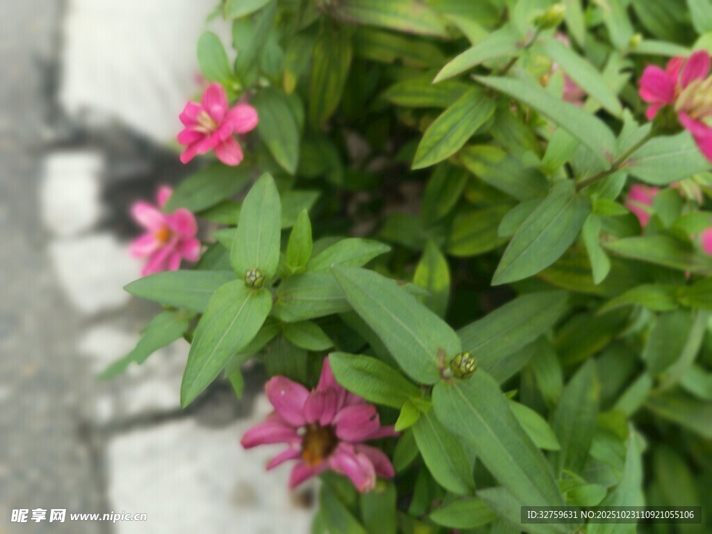 娇艳粉色花朵与绿叶