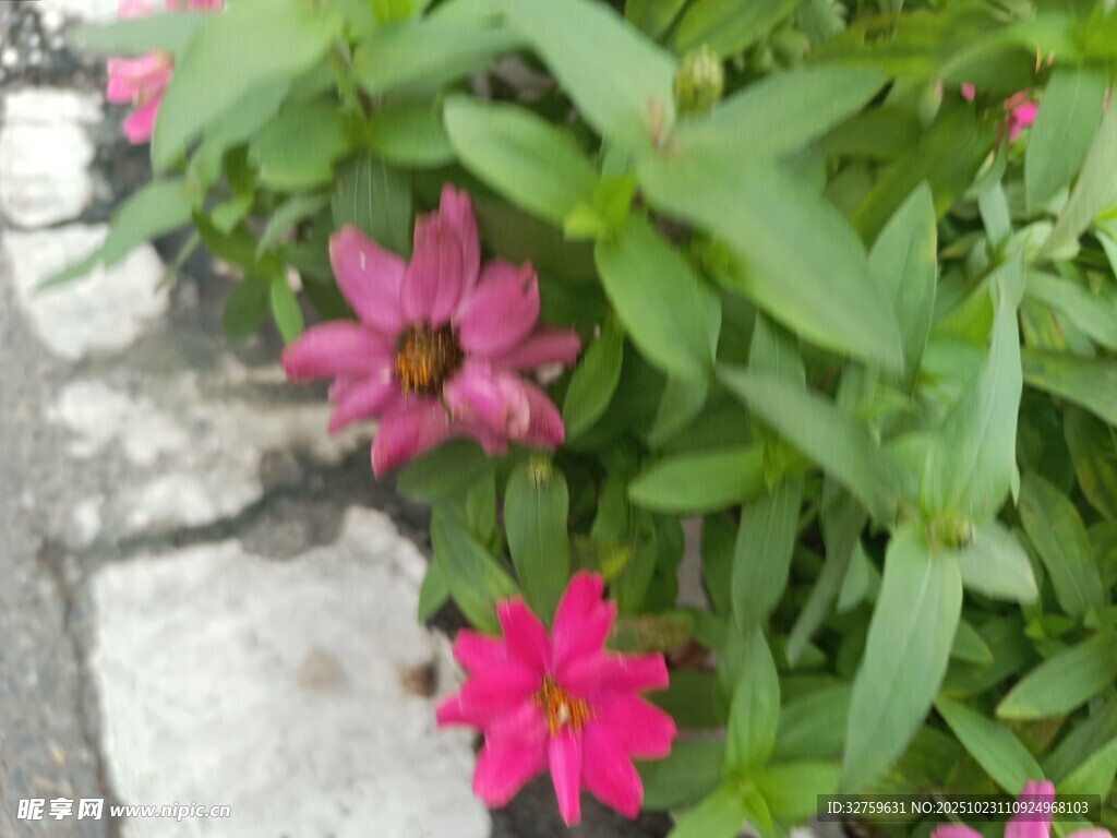 路边绽放的娇艳粉色花朵