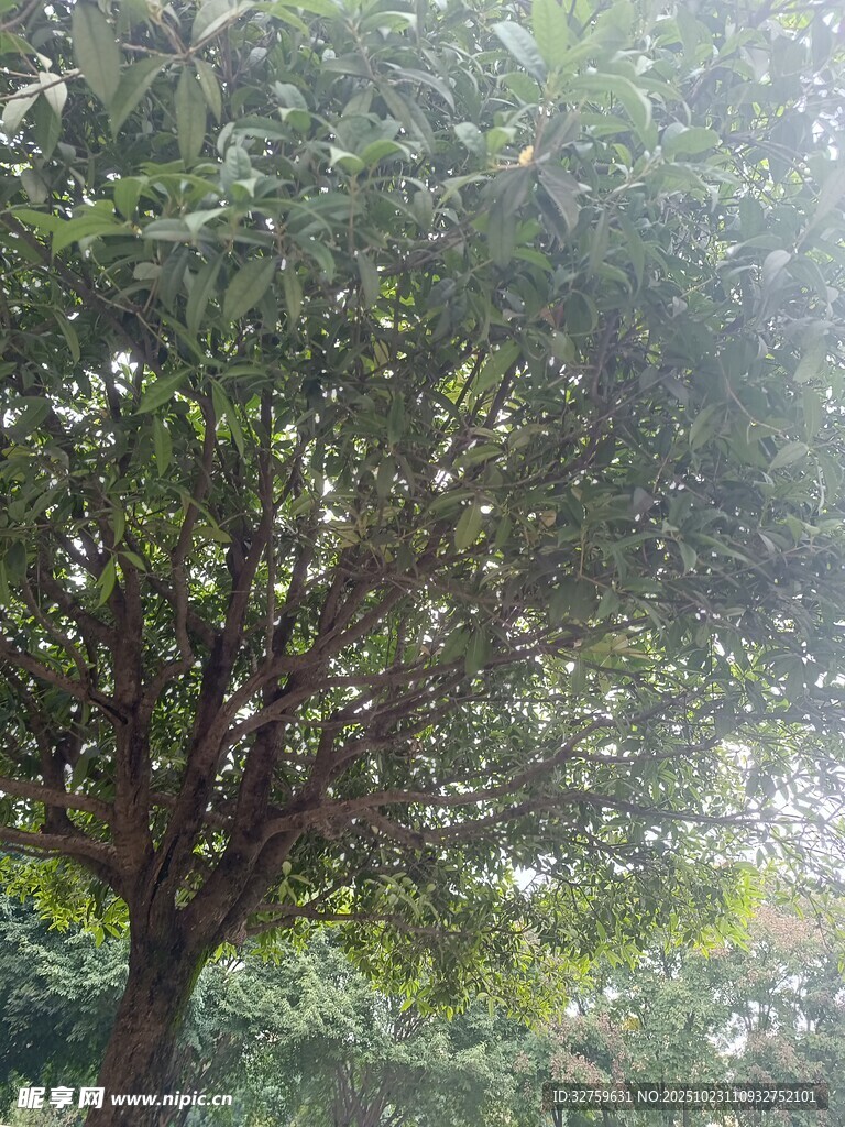 阳光下葱郁的繁茂树木