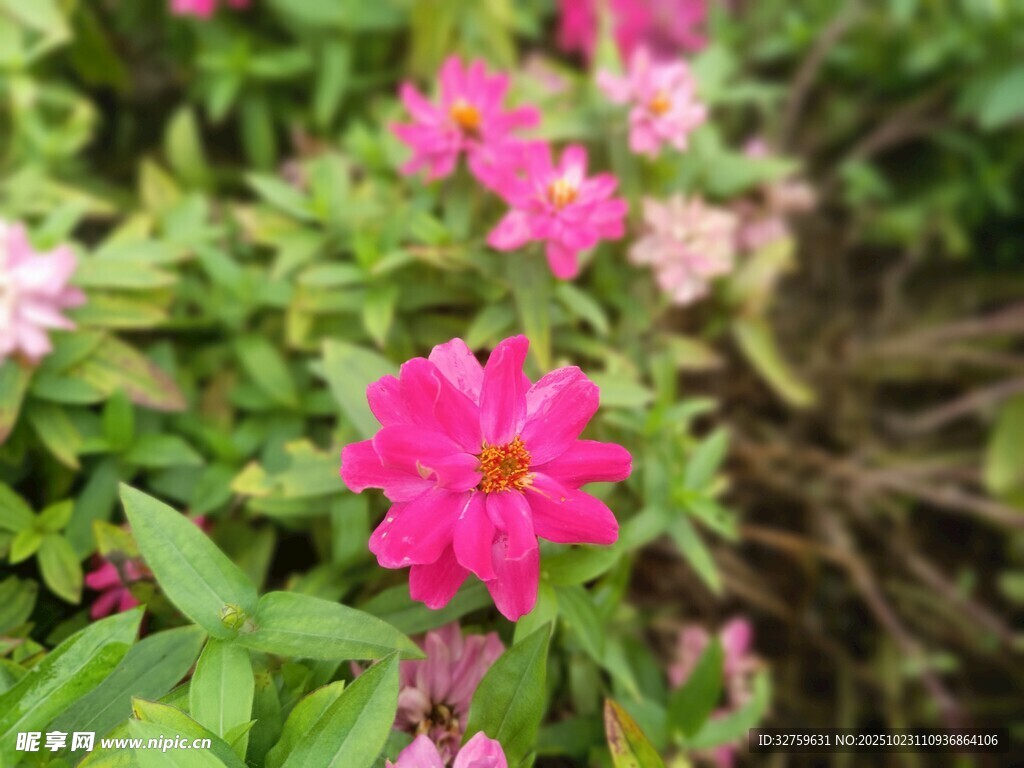 娇艳粉色花朵绽放绿叶间