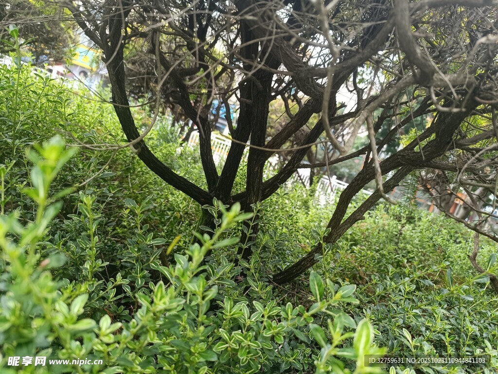 灌木丛中的树木