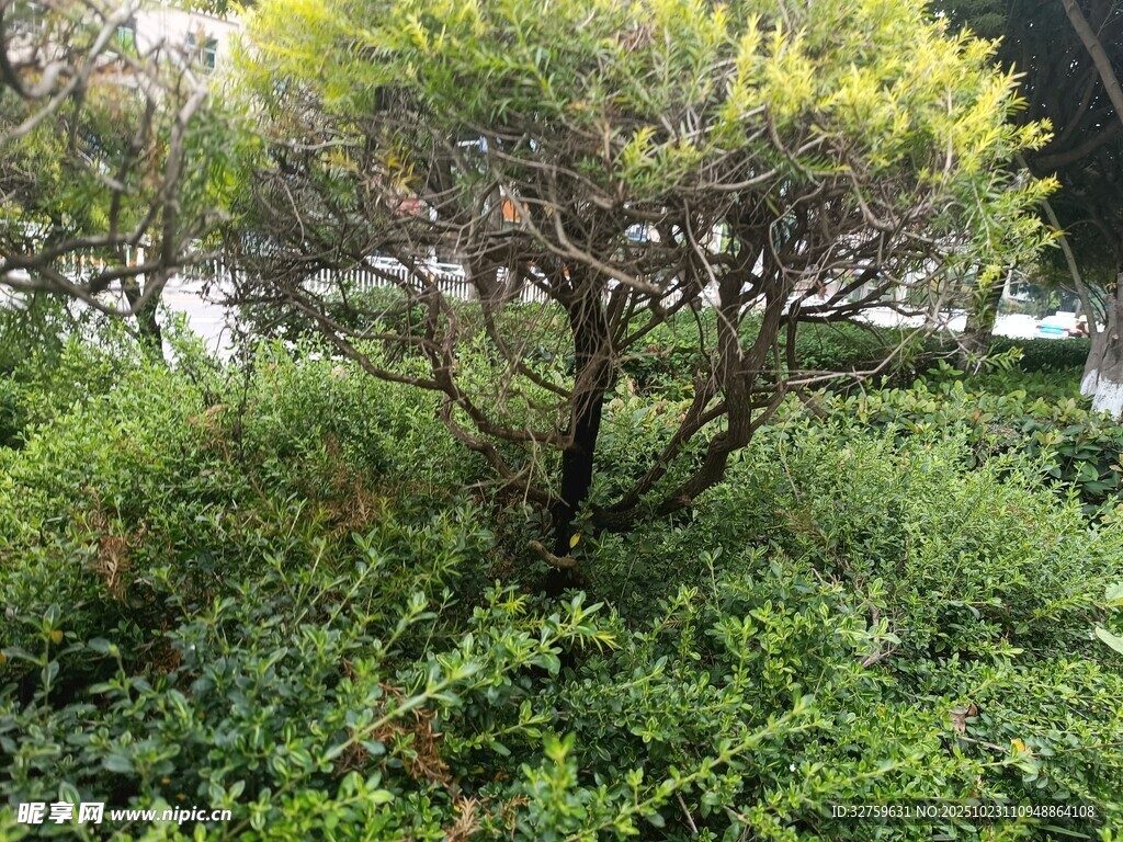 绿意盎然的灌木景观