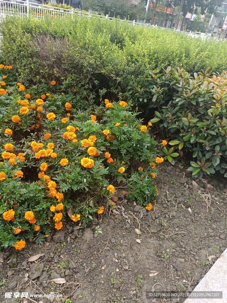 路边盛放的橙色花卉