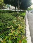 路边绿植景观