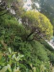 绿意盎然的灌木丛景观