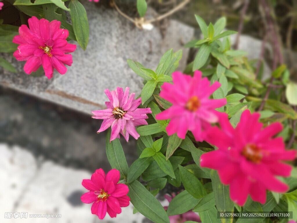 娇艳粉色花朵绽放