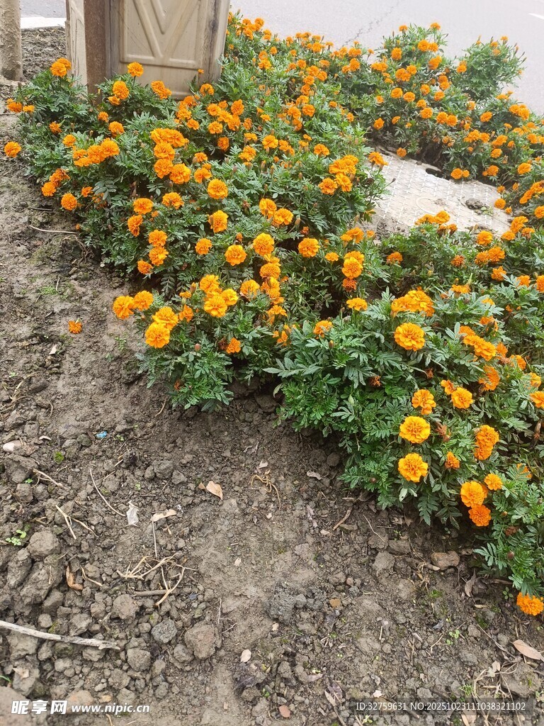 花园中盛开的橙色花朵