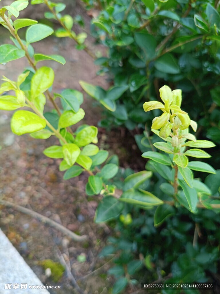 绿叶间的黄色小花