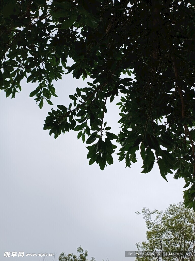 枝叶间的天空