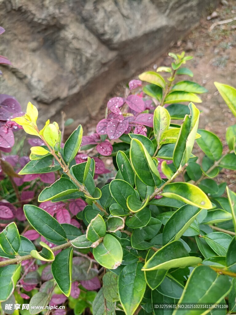 多彩叶片植物特写