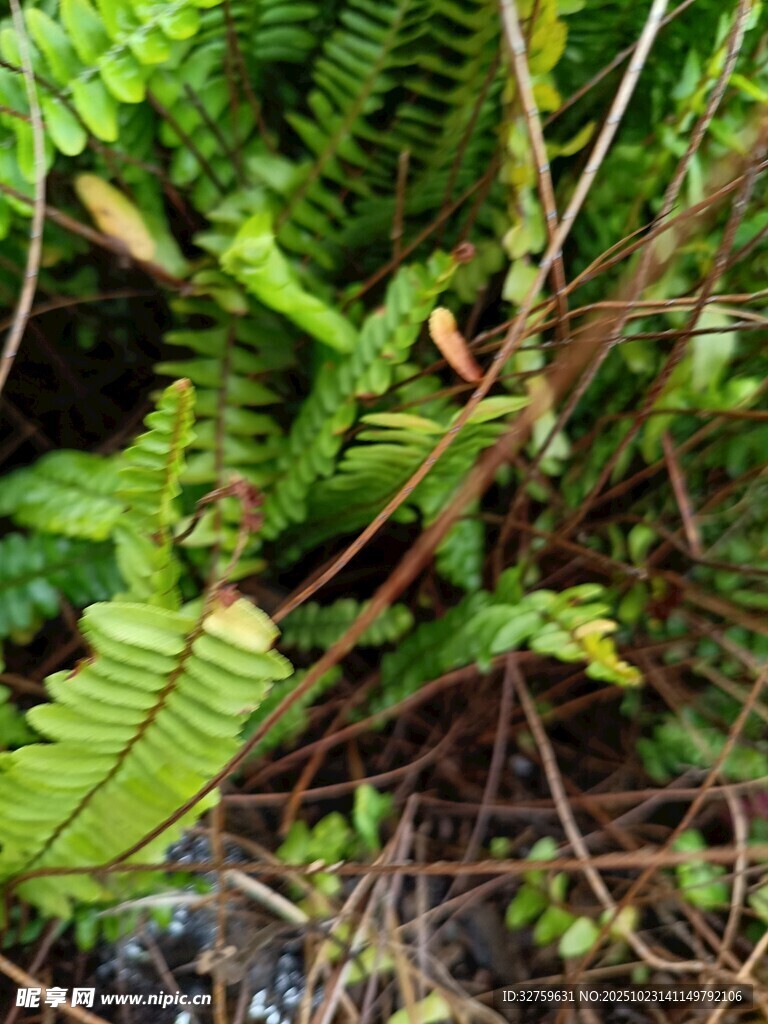 茂密蕨类植物的自然景象