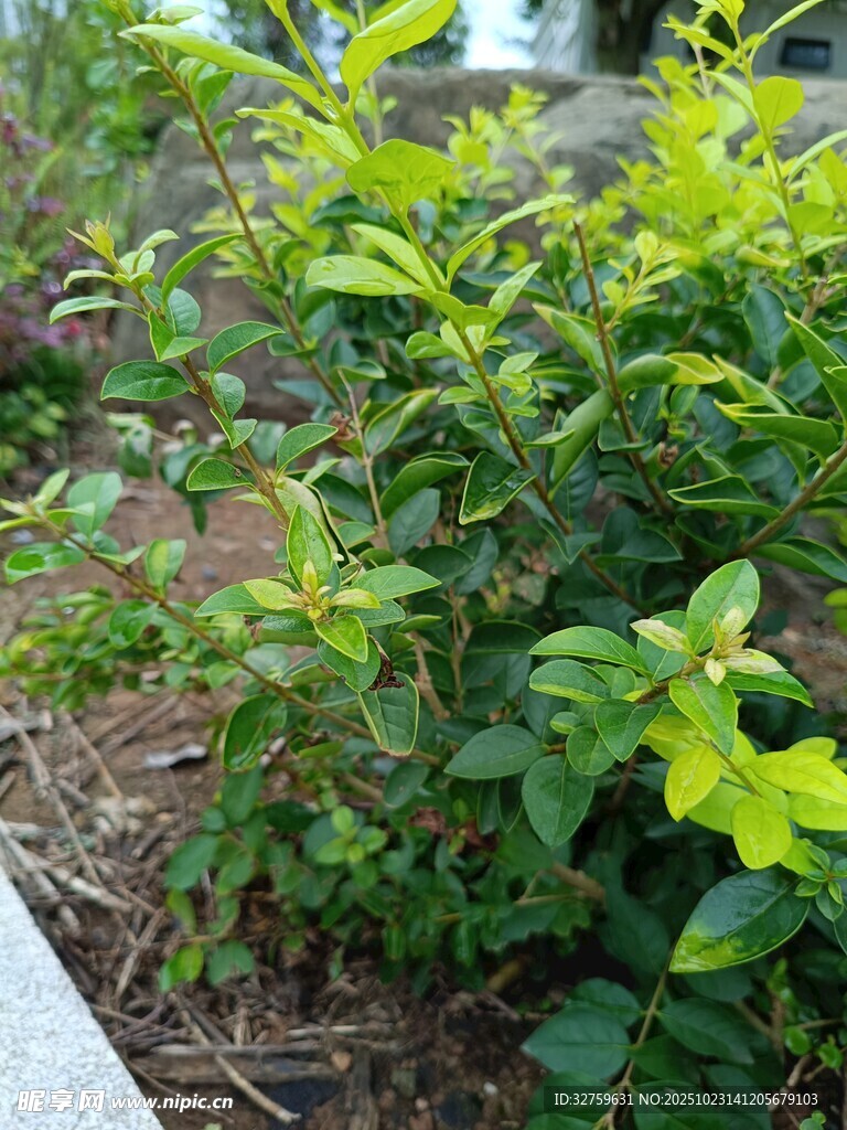 绿叶繁茂的庭院植物