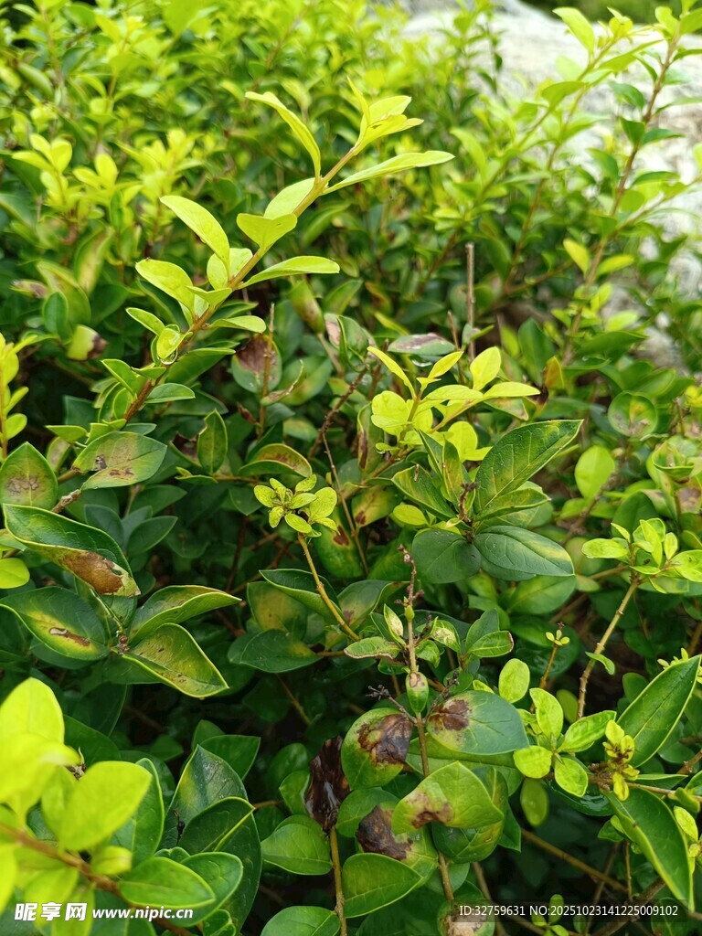 翠绿繁茂的灌木丛
