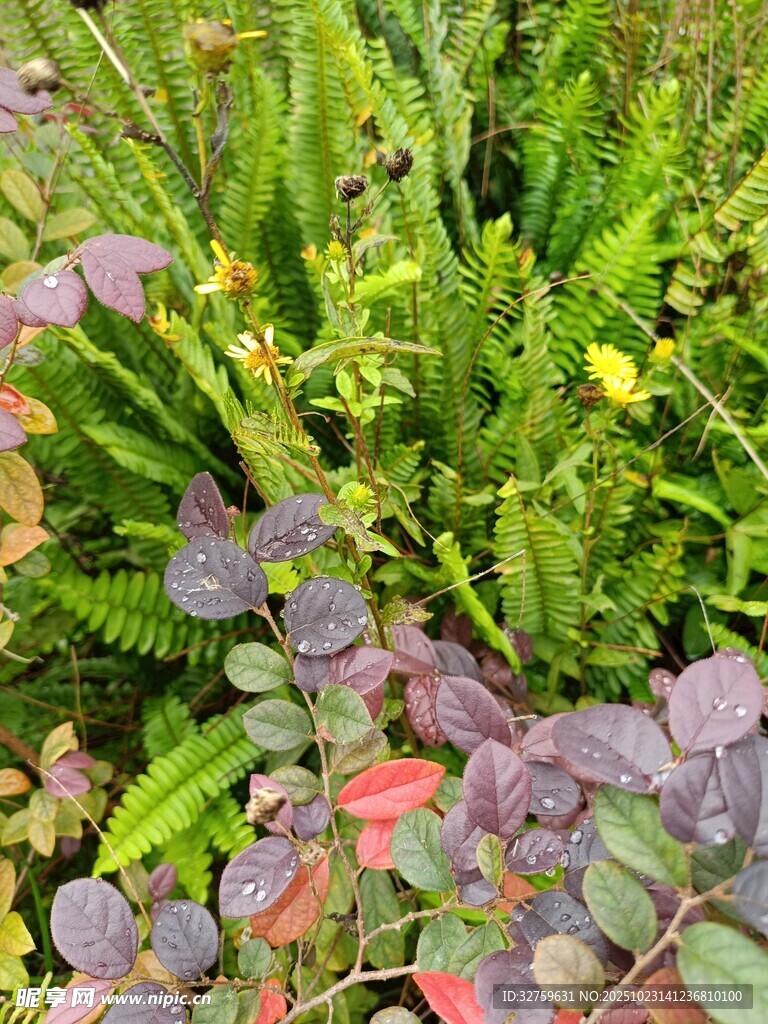 多彩植物景观