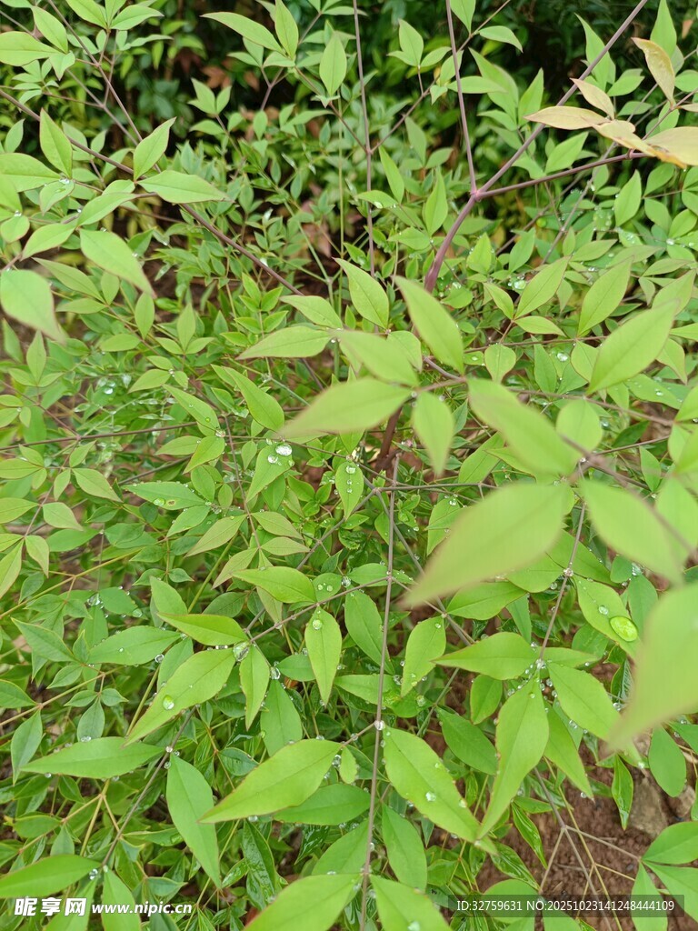 嫩绿植物生机盎然