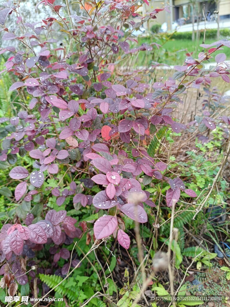 紫叶植物景观