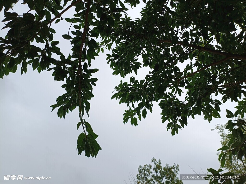 透过枝叶望天空