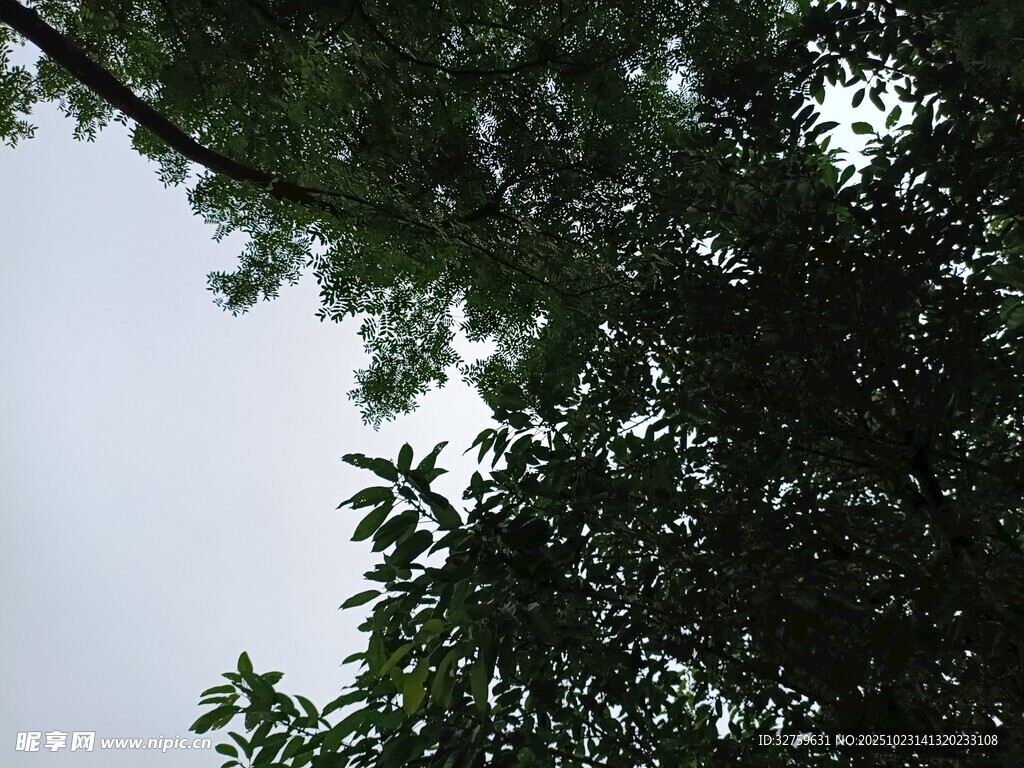 仰视繁茂枝叶
