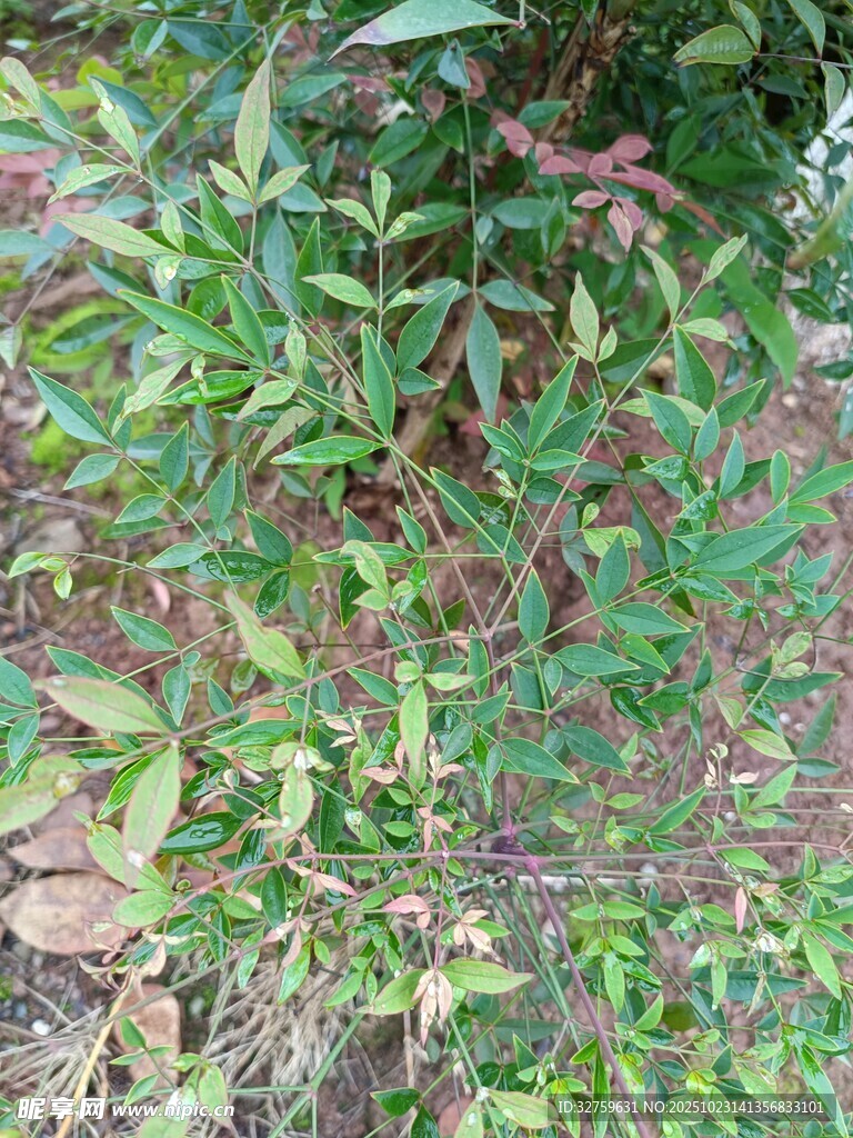绿叶繁茂的植物景观