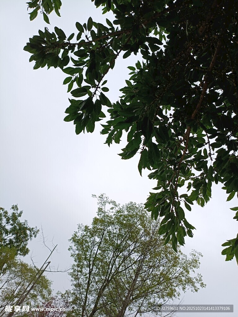 枝叶繁茂的树木景观