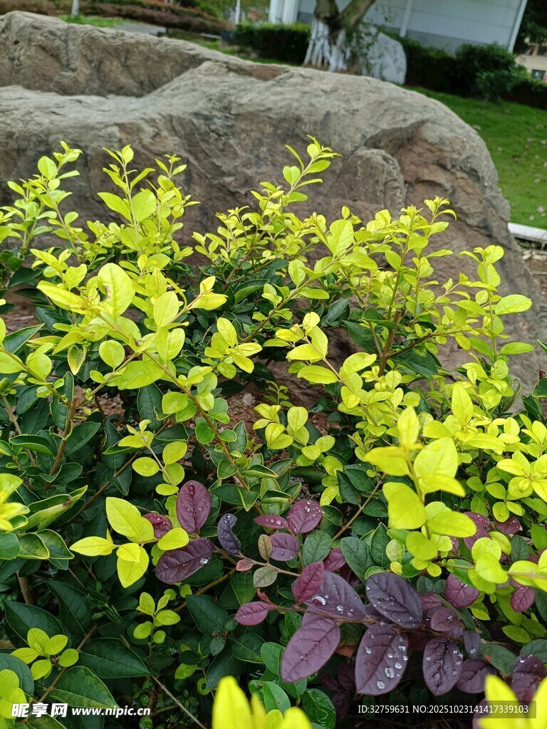 多彩植物与岩石景观