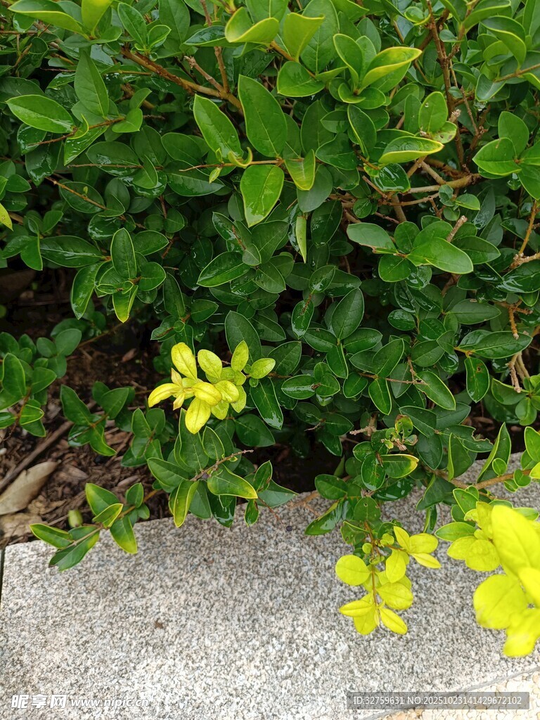 墙边绽放的黄色小花