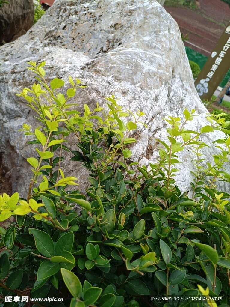 岩石旁的翠绿植物