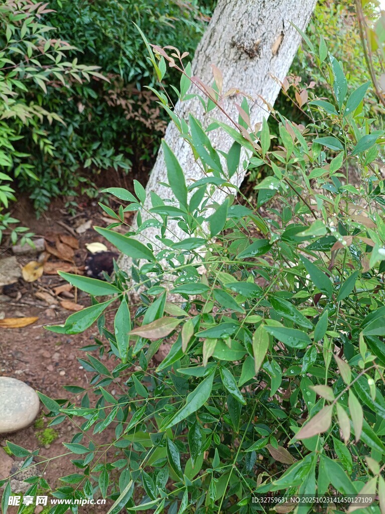 户外绿植与树干景象