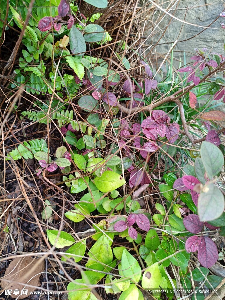 地面生长的多彩植物