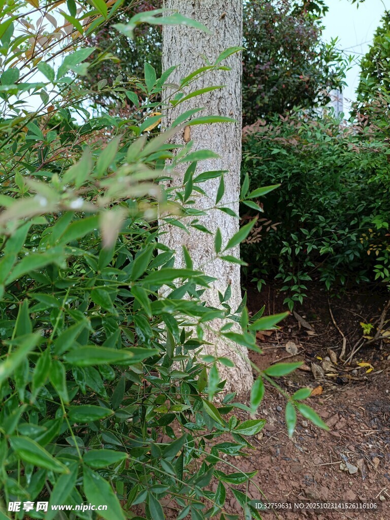 草丛中的石碑