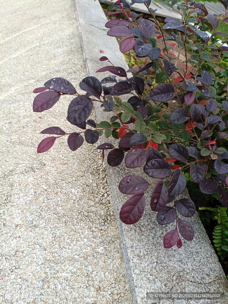石边紫叶植物特写