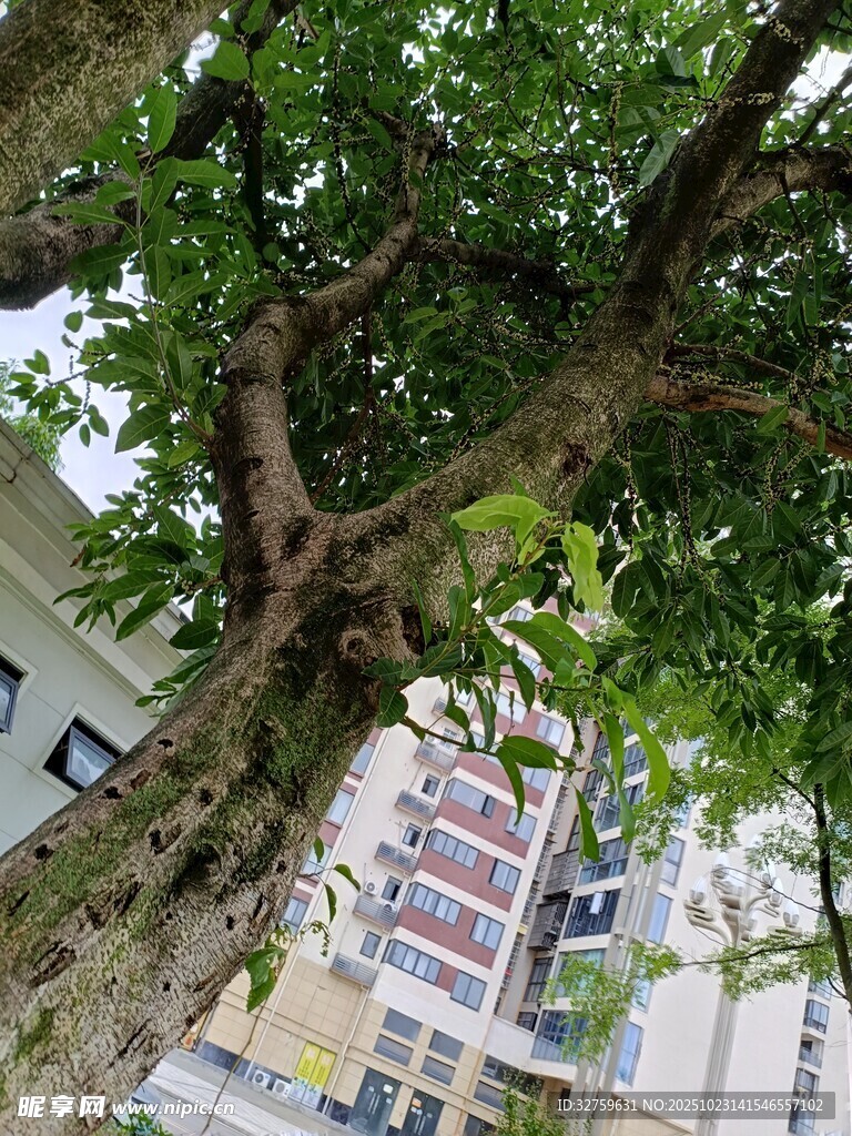 繁茂大树下的城市景象