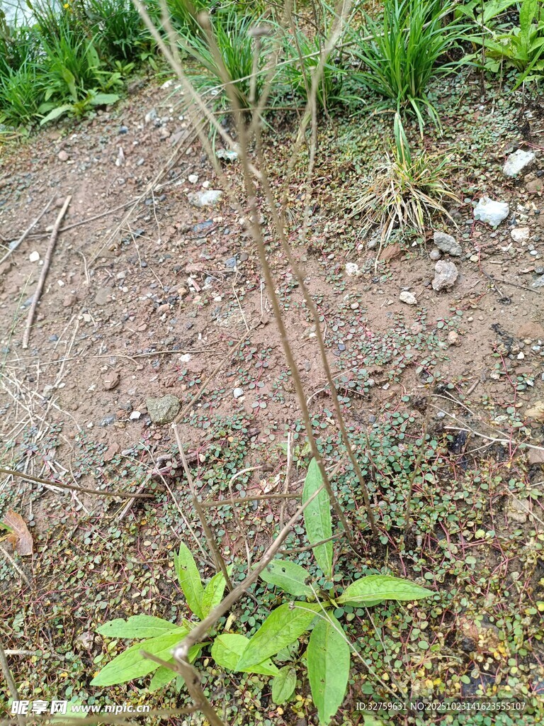 户外泥土上的绿色小植物