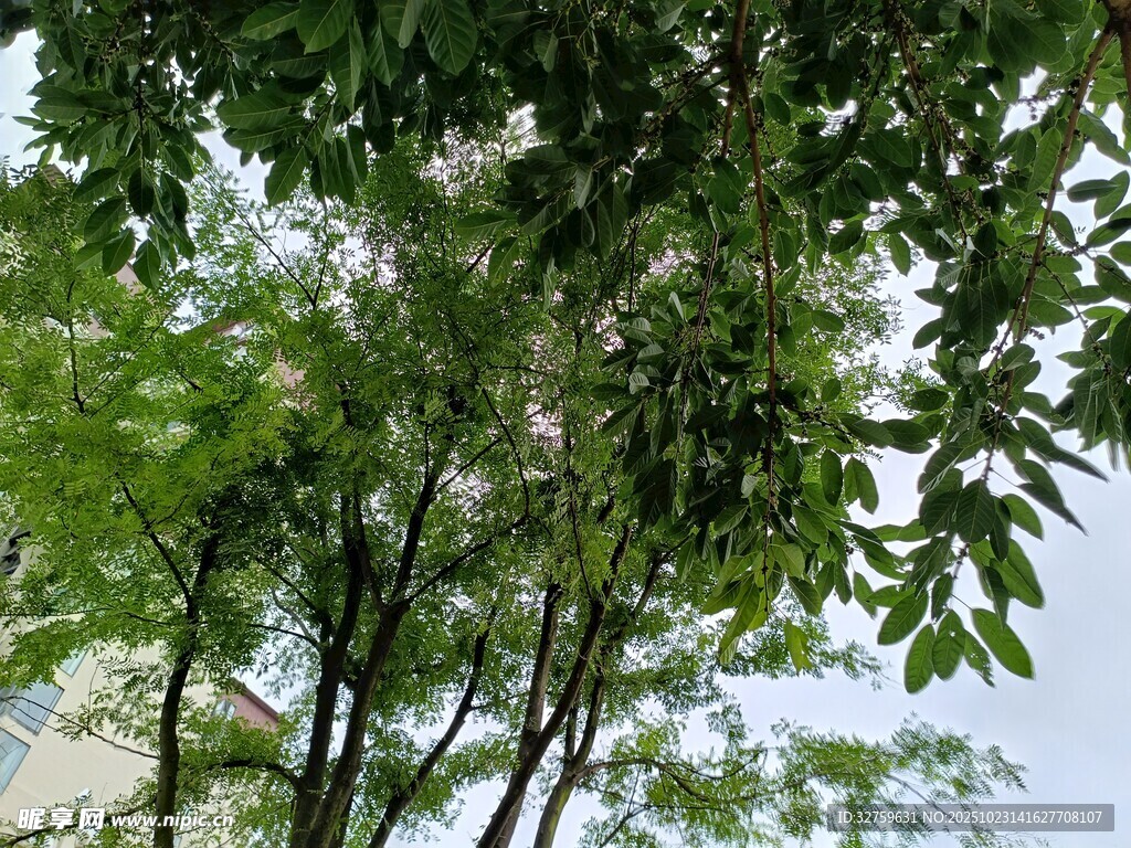 绿树成荫的清新自然景象