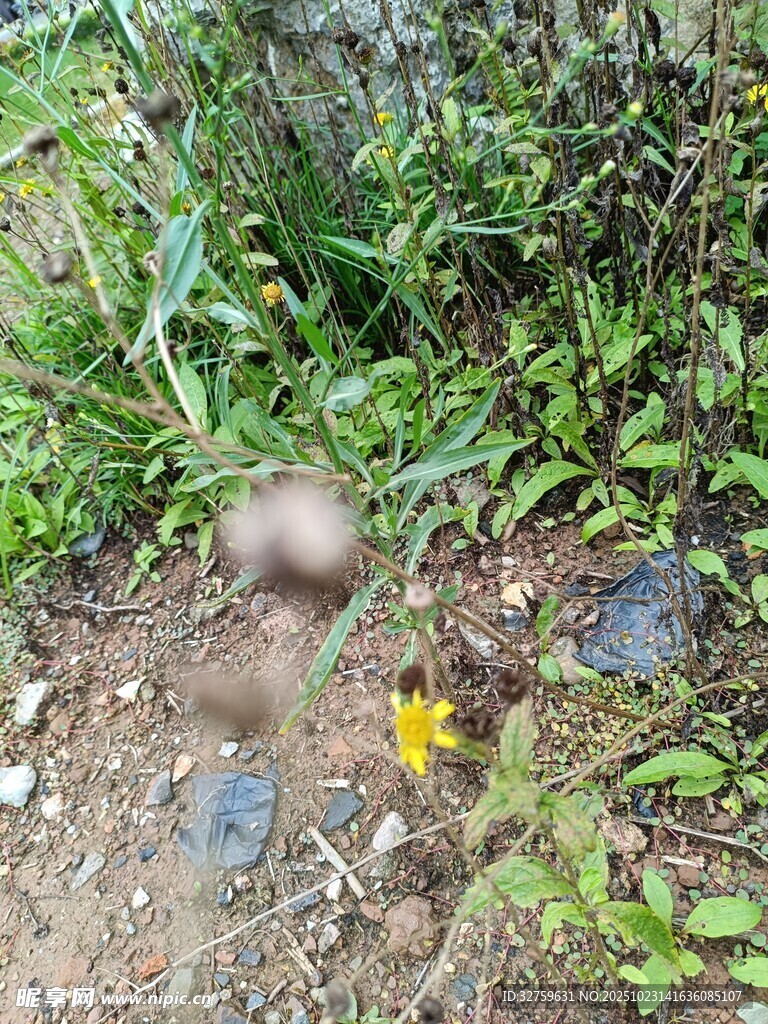 野外地面的黄色小花与绿植