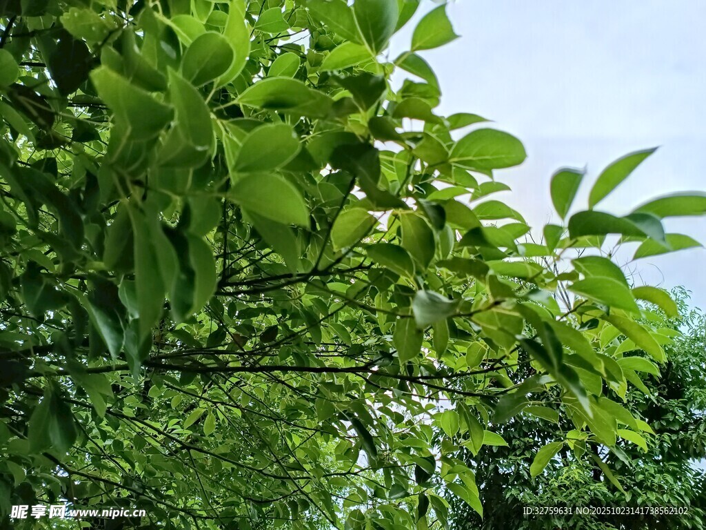 繁茂绿叶展现自然生机