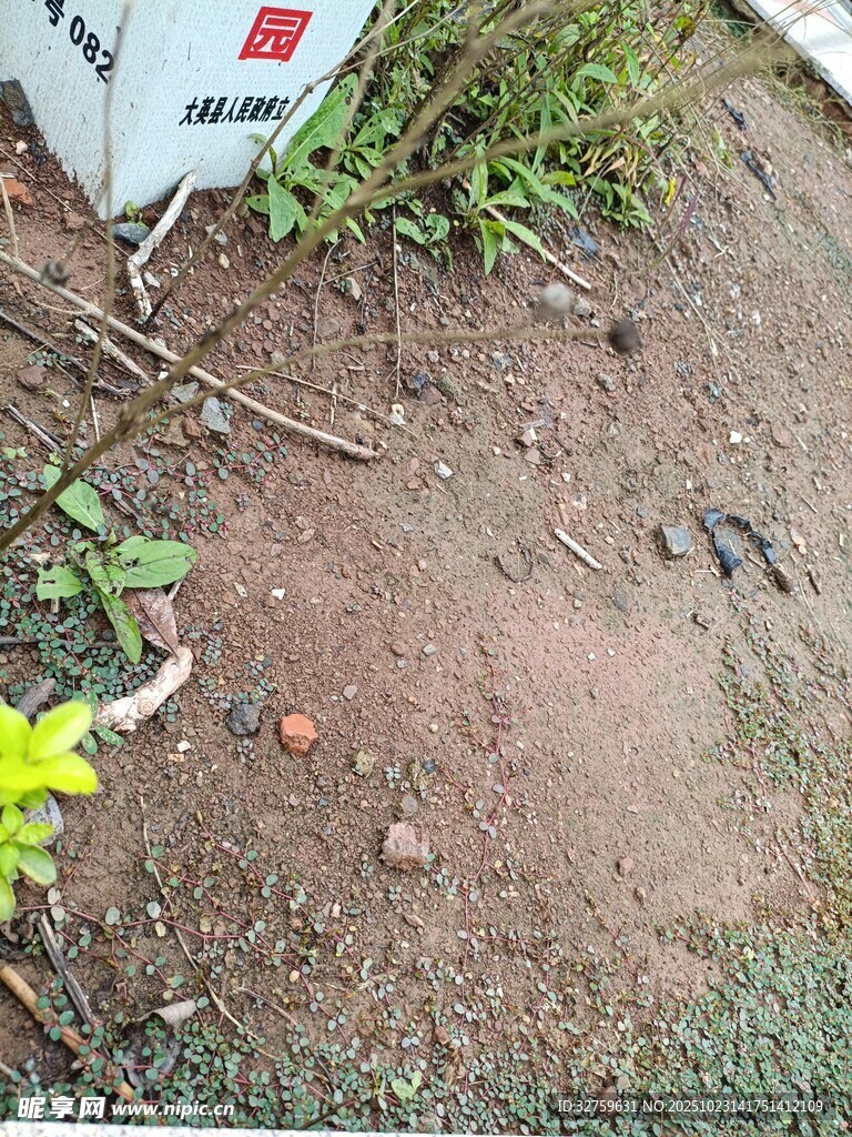 地面上的杂物与绿植