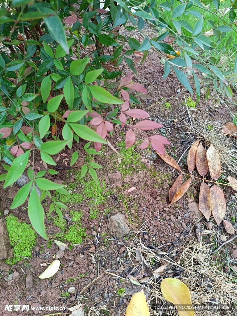 地面上的绿植与落叶