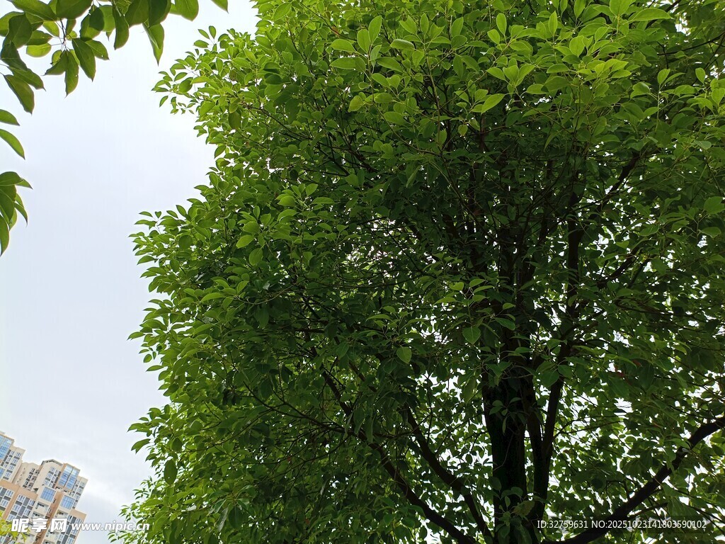 挺拔绿树 