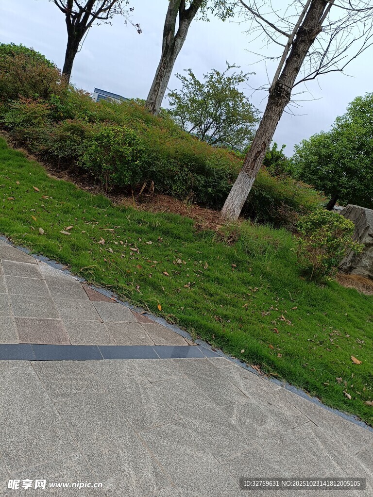 公园小径旁的绿植景观