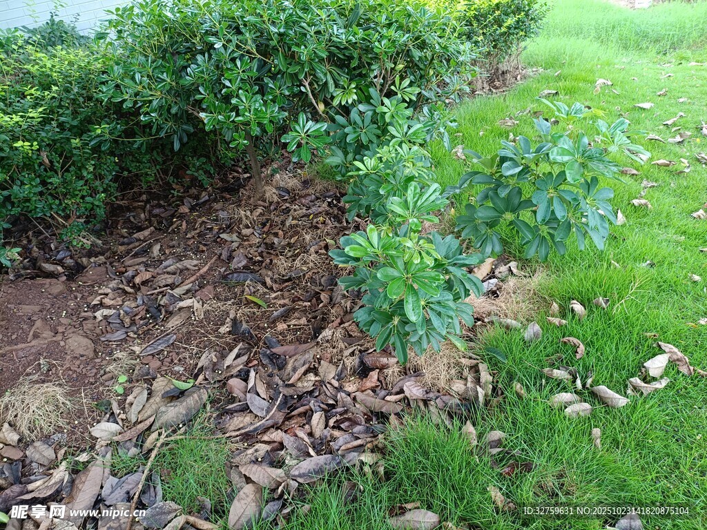 绿植旁的覆有木屑的土地