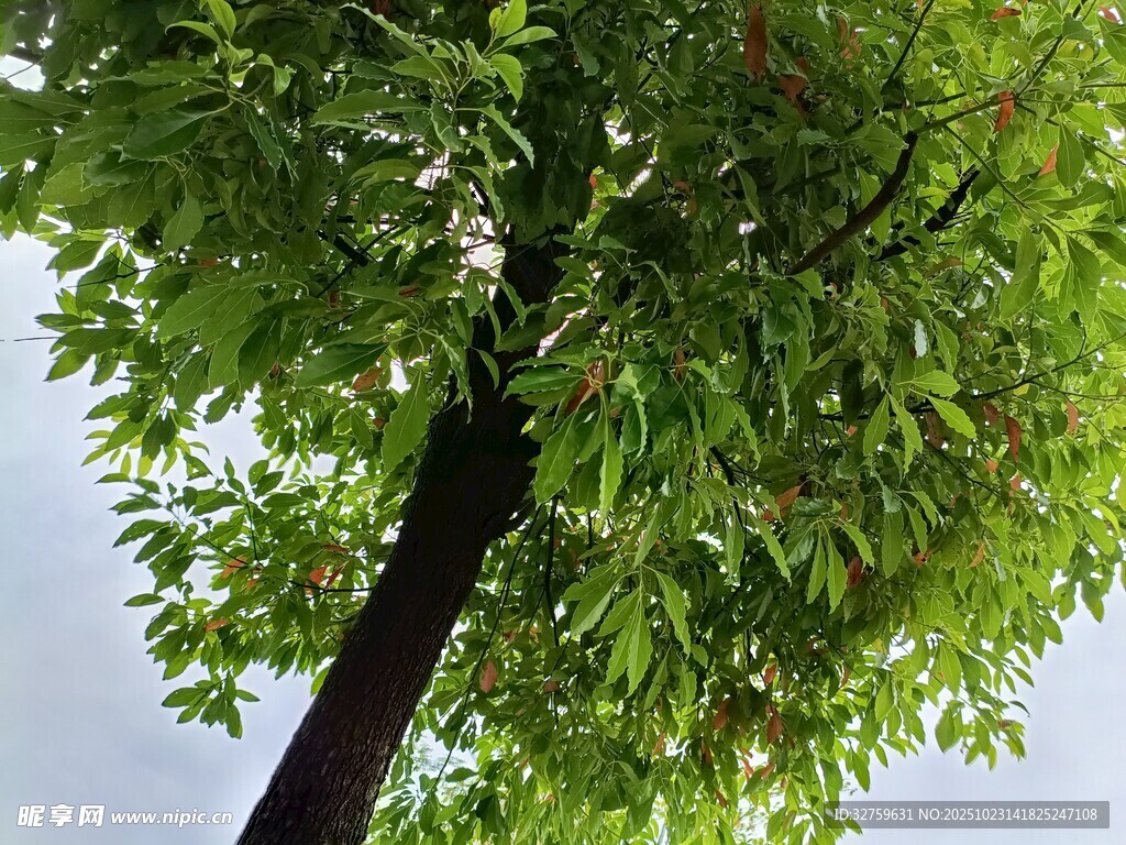 仰视葱郁大树枝叶繁茂