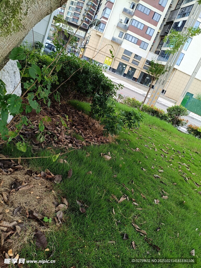 小区内的绿植景观