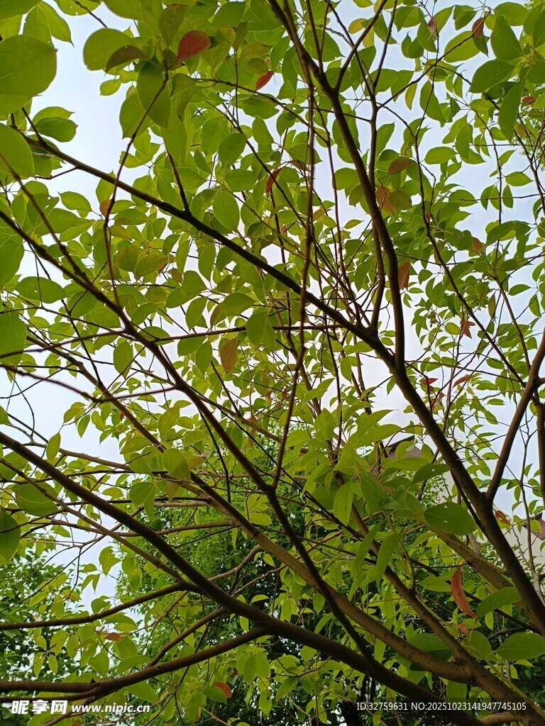 绿叶繁茂的树枝景观