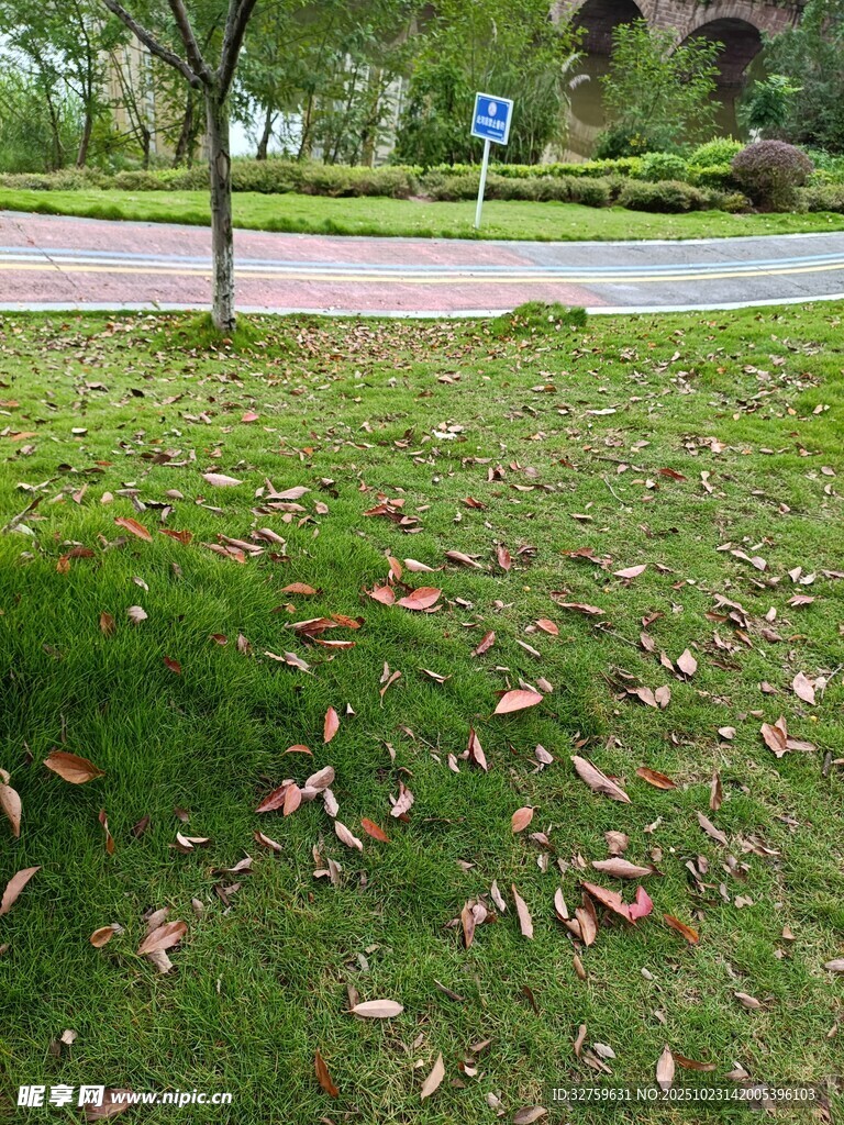 草地落叶