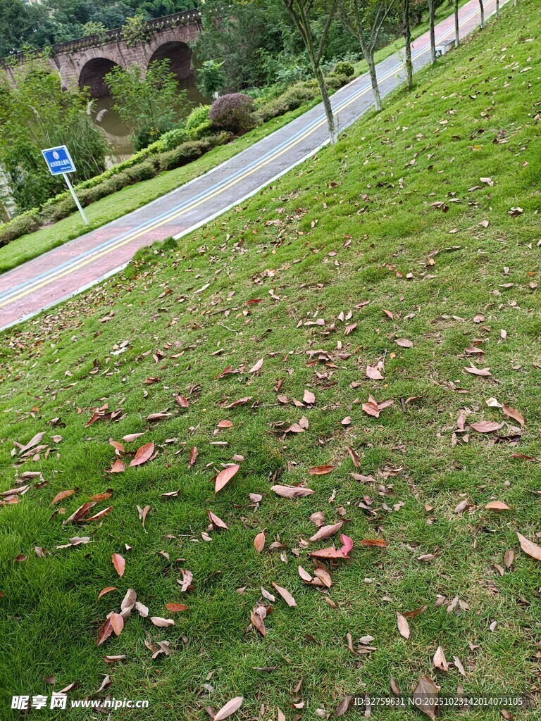 路边草地散落枯黄树叶